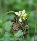 PAPILLON 1